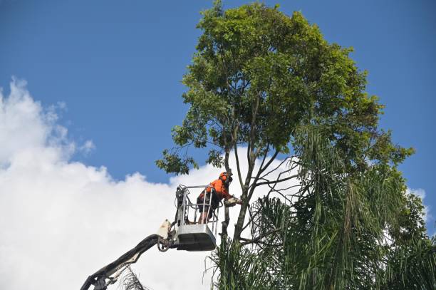 Best Stump Grinding and Removal  in Maeser, UT